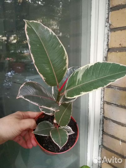 Фикус вариегатный, Тинеке и Белиз