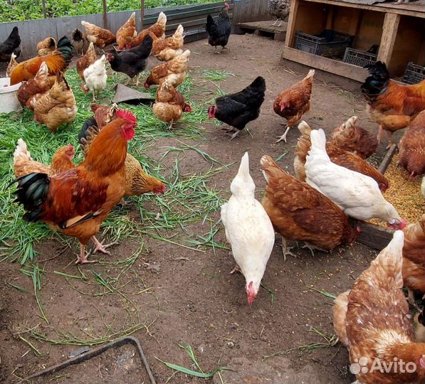 Молодые петухи