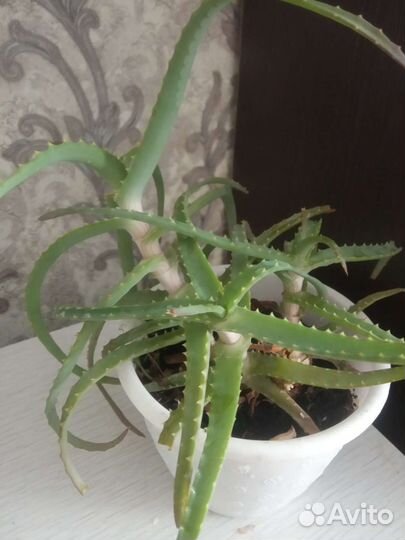 Традесканция рео, алоэ