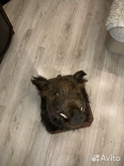 Чучело кабана