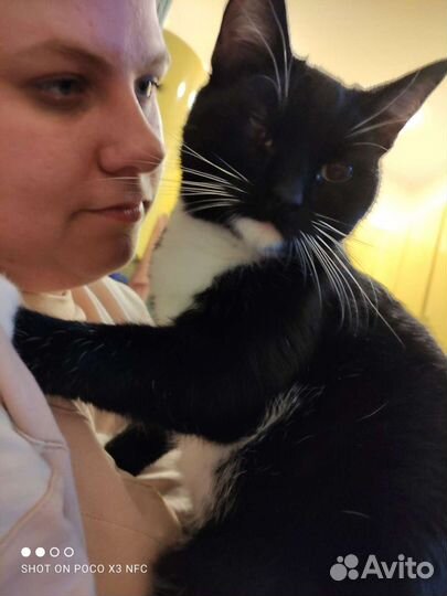 Кот Маркиз, 10 месяцев