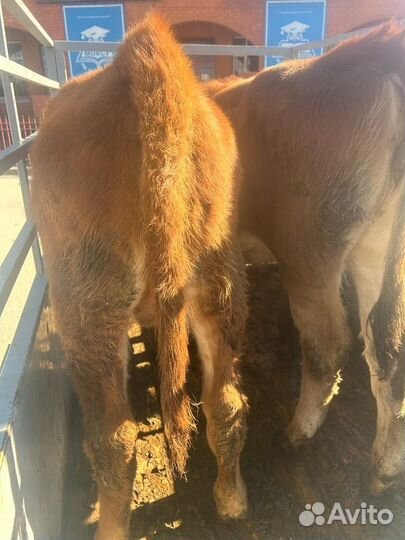 Телочки и бычки