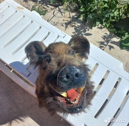 Чучело кабана