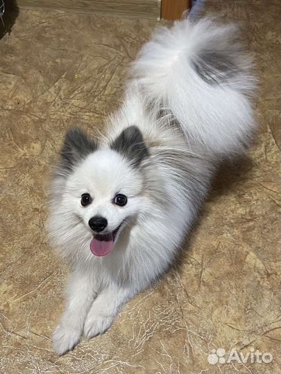 Немецкий шпиц