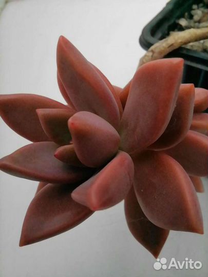 Суккуленты 1