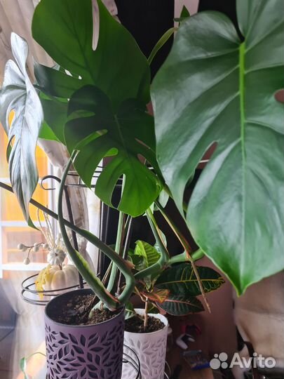 Комнатные растения цветы большие