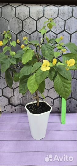 Бугенвиллия взрослая