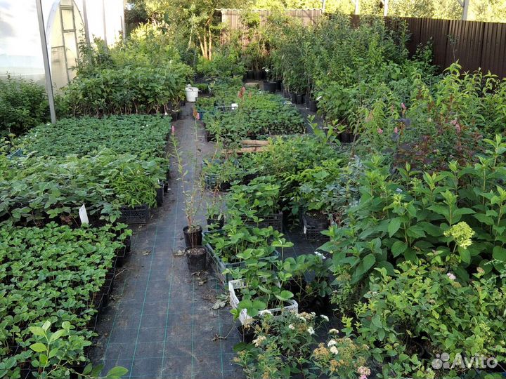 Саженцы плодово ягодных культур