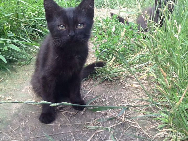 Котята в добрые руки.Разные возраста