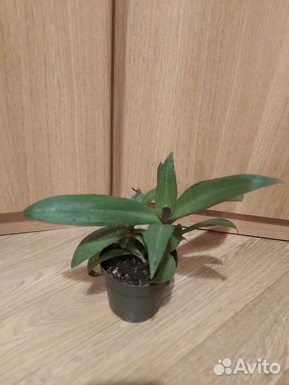 Традесканция рео