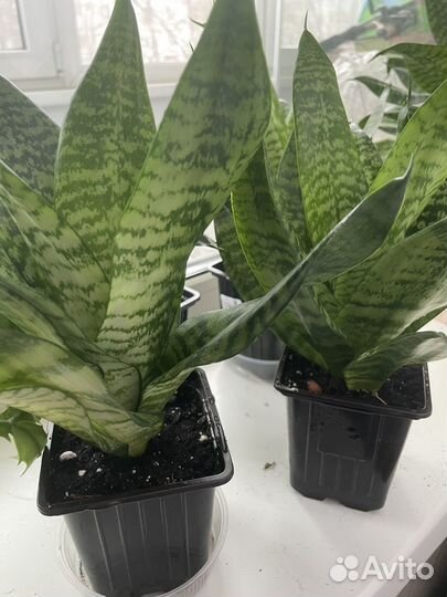 Сансевиерия ханни