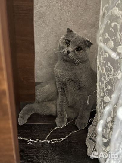 Шотландская