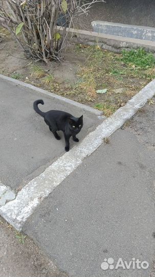 Котенок 3 мес