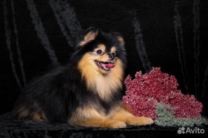 Померанский шпиц