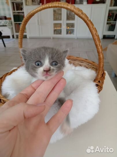 Умная котенок-девочка в добрые руки