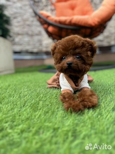 Микро тедди тикап пудель