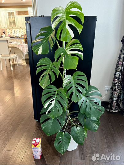 Монстера 120 см вариегатная альба