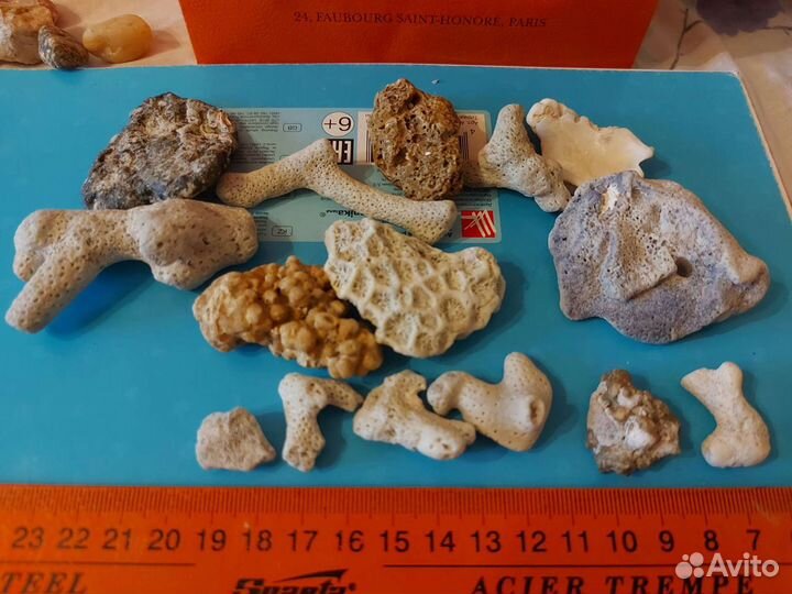 Коралловые рифы натуральные океанические