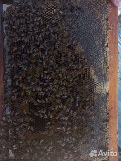 Пчелопакеты