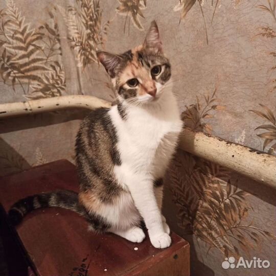 Герда в поисках дома