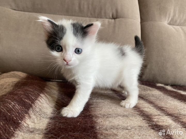 Котята бесплатно