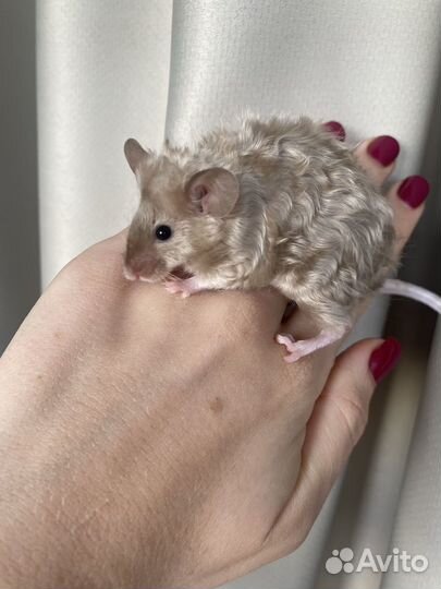 Кудрявые сатиновые мышки