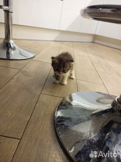 Шотландские котята