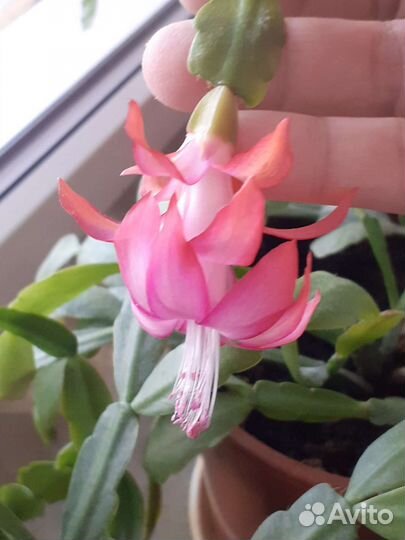 Декабрист шлюмбергера или зигокактус розовый