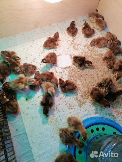 Перепела (7 пород) суточные и подрощенные