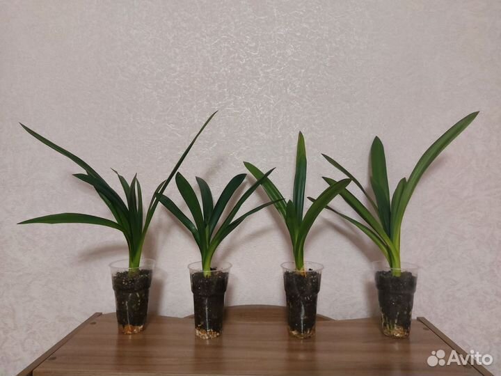 Кливия (комнатное растение)