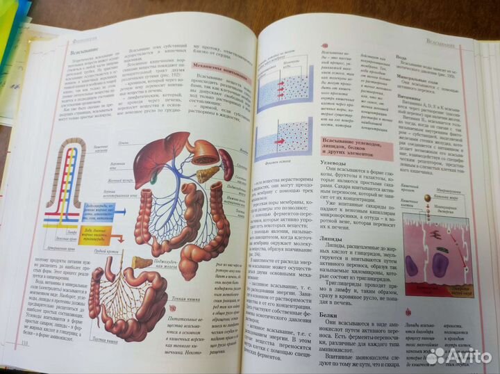 Атлас анатомии