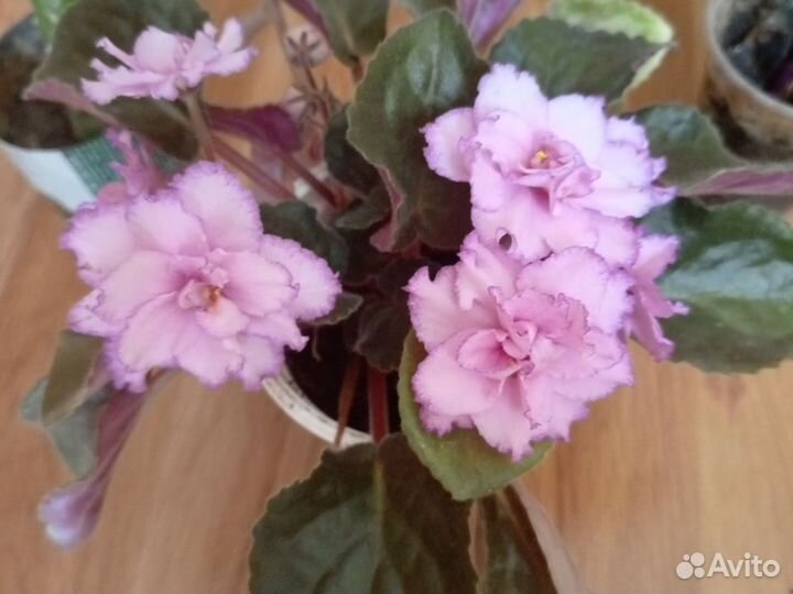 Домашние растения цветы