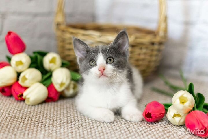 Котомальчик