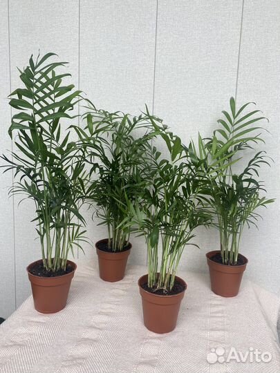 Пальма Хамедорея Кодиеум кротон аукуболистный