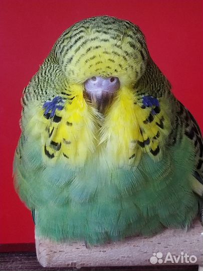 Птенцы породы Выставочный волнистый попугай