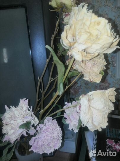 Сухоцветы пионы и розы