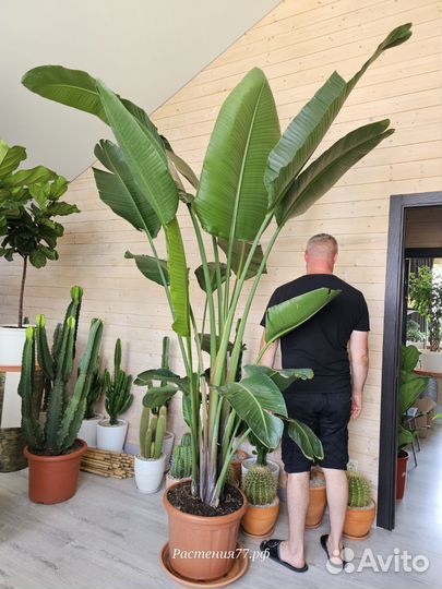 Стрелиция Августа с большими упругими листами