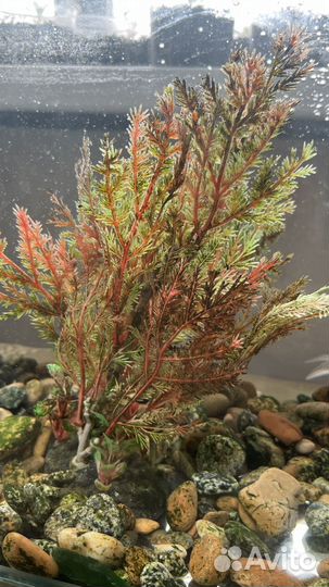 Золотая рыбка с аквариумом