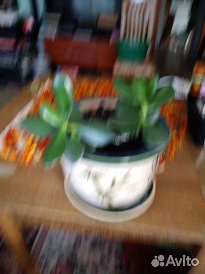 Кактусы и суккуленты