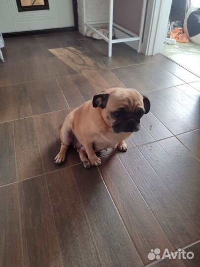 Собака мопс