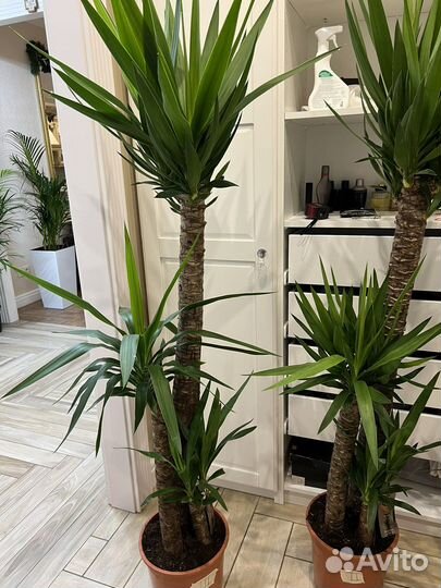 Пальма Юкка пышная трехствольная 170 см
