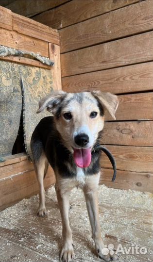 Собаки бесплатно, Киса