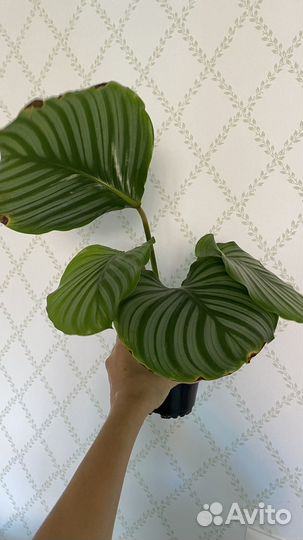 Калатеи Ктенанты Строманты