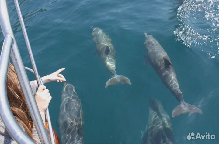 Морская прогулка к дельфинам на парусной яхте