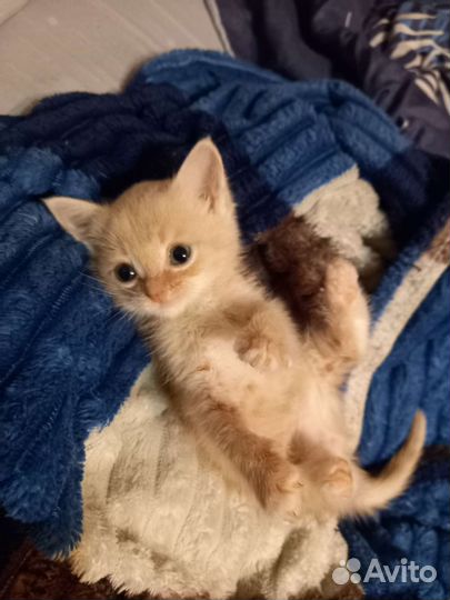 Кошка в дар бесплатно