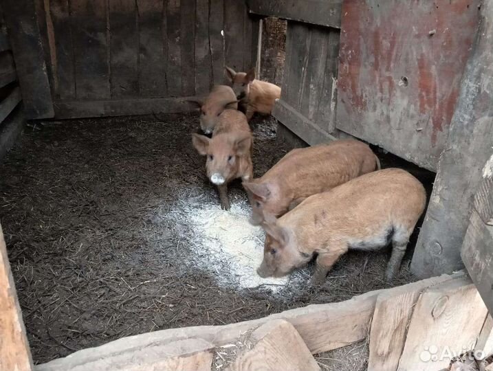 Венгерская мангалица