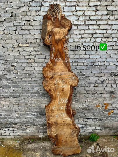 Слэб гигант капового горного тополя