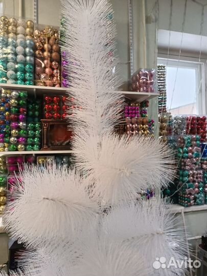 Сосна белая