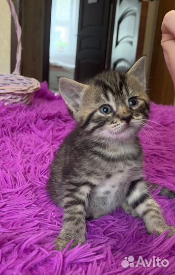 Котята в добрые руки 1 месяц