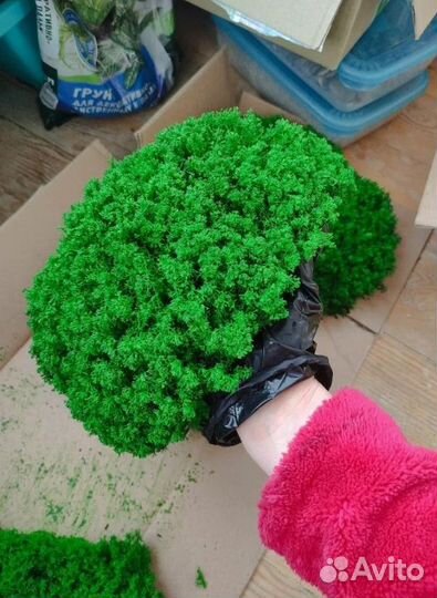 Мох для кашпо и панно опт и розница производство